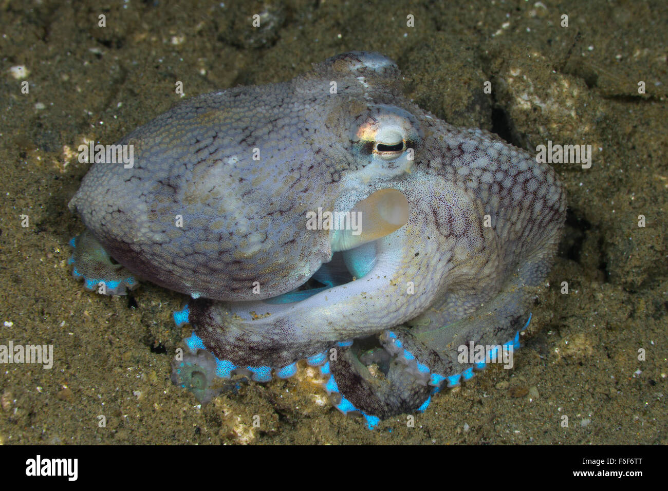 Veined Octopus, Octopus marginatus, Ambon, Indonesia Stock Photo