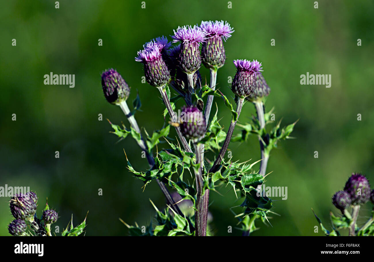 Thistle growing wild in Scotland Stock Photo Alamy