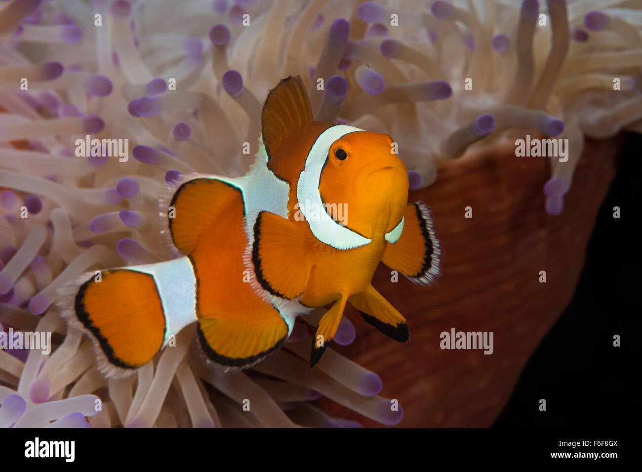 clown-anemonefish-amphiprion-ocellaris-flores-indonesia-stock-photo