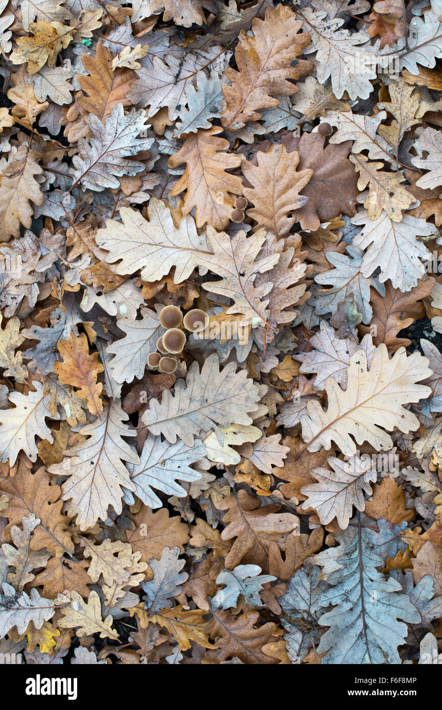 Mycena mushrooms emerging through oak tree leaf litter in autumn Stock Photo