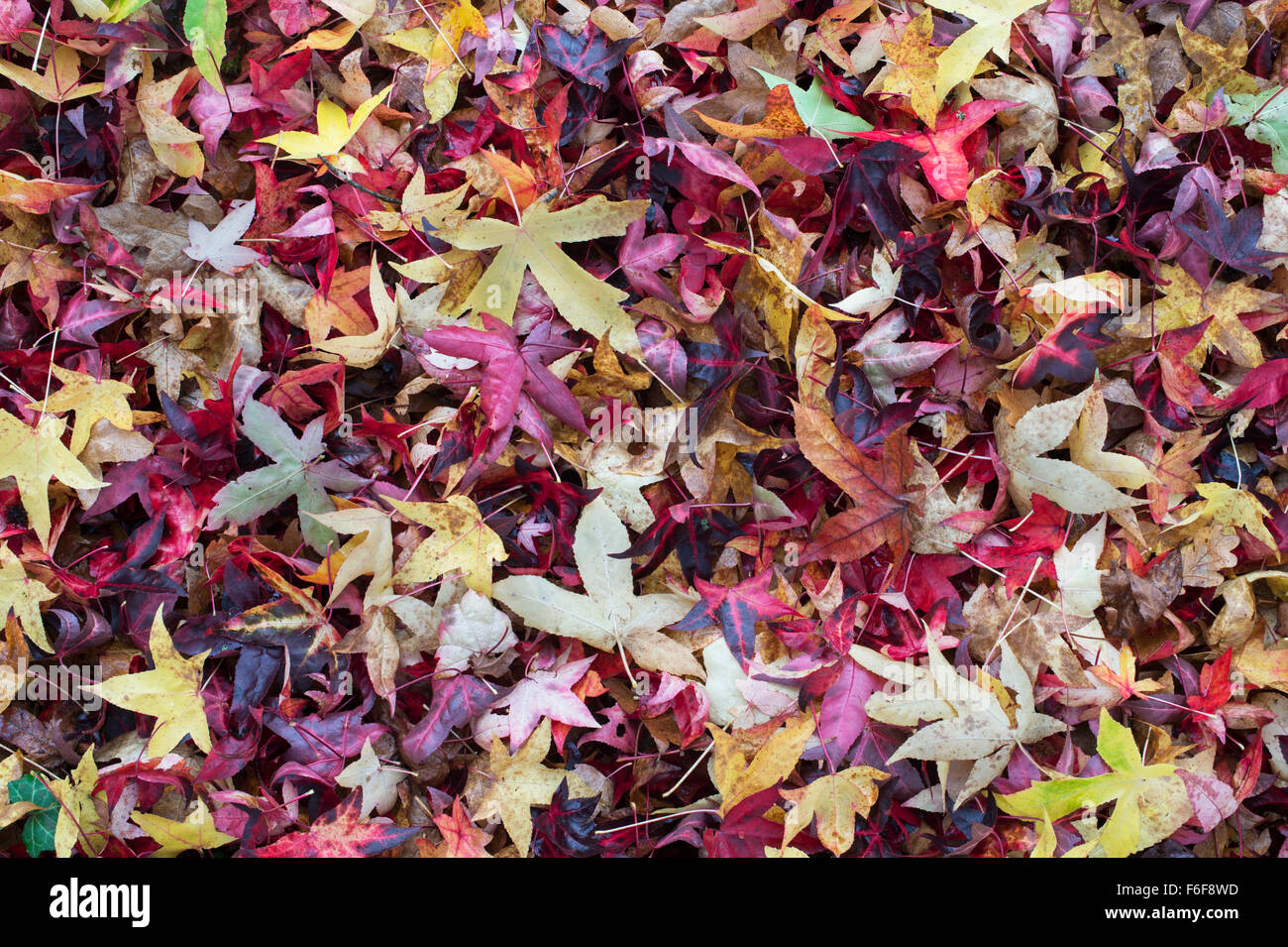 Liquidambar Styraciflua Corky. Sweet Gum tree leaves in autumn on the ground Stock Photo