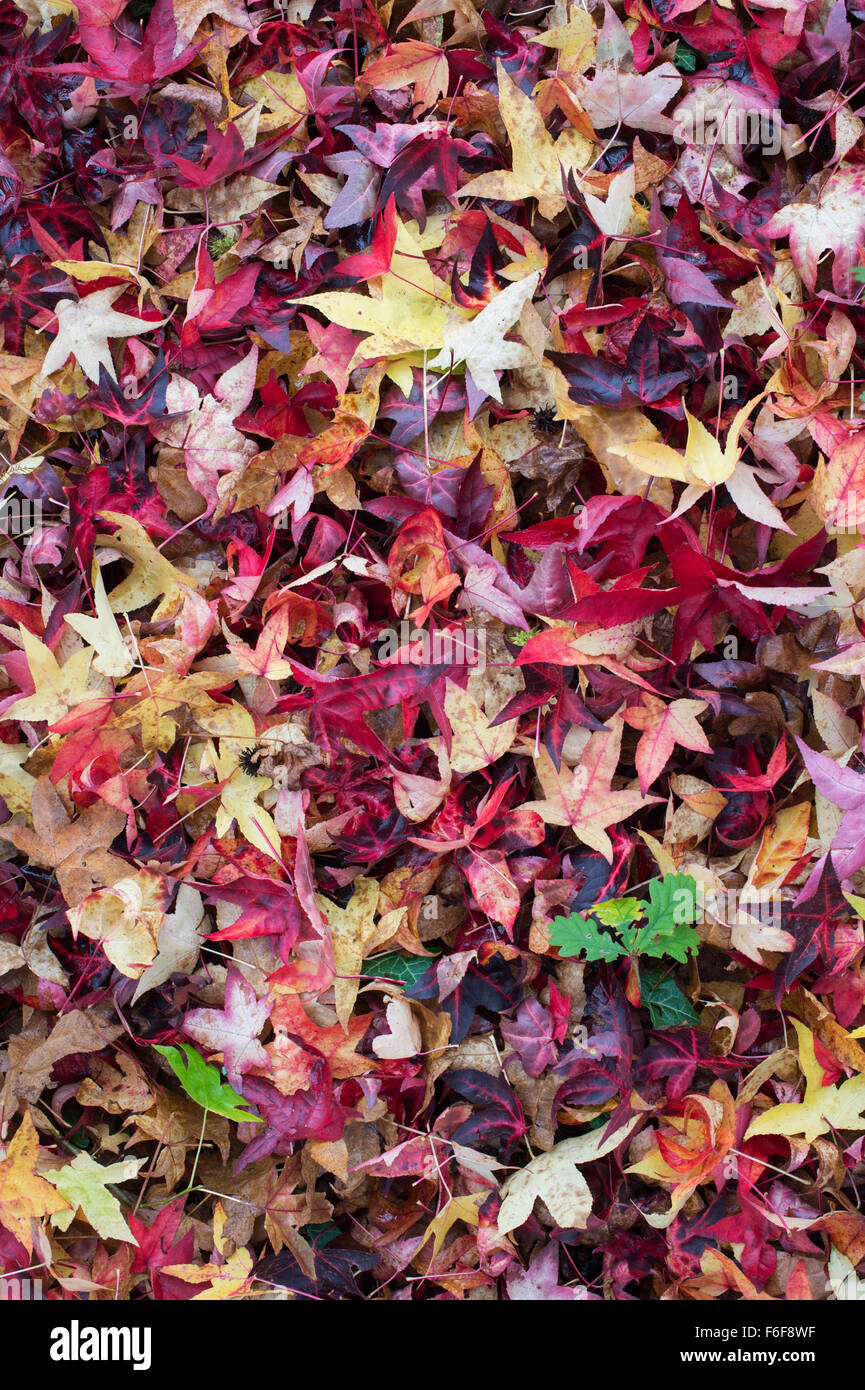 Liquidambar Styraciflua Corky. Sweet Gum tree leaves in autumn on the ground Stock Photo