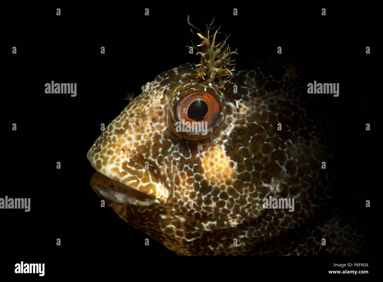 Tompot Blenny, Parablennius gattorugine, Piran, Slovenia Stock Photo