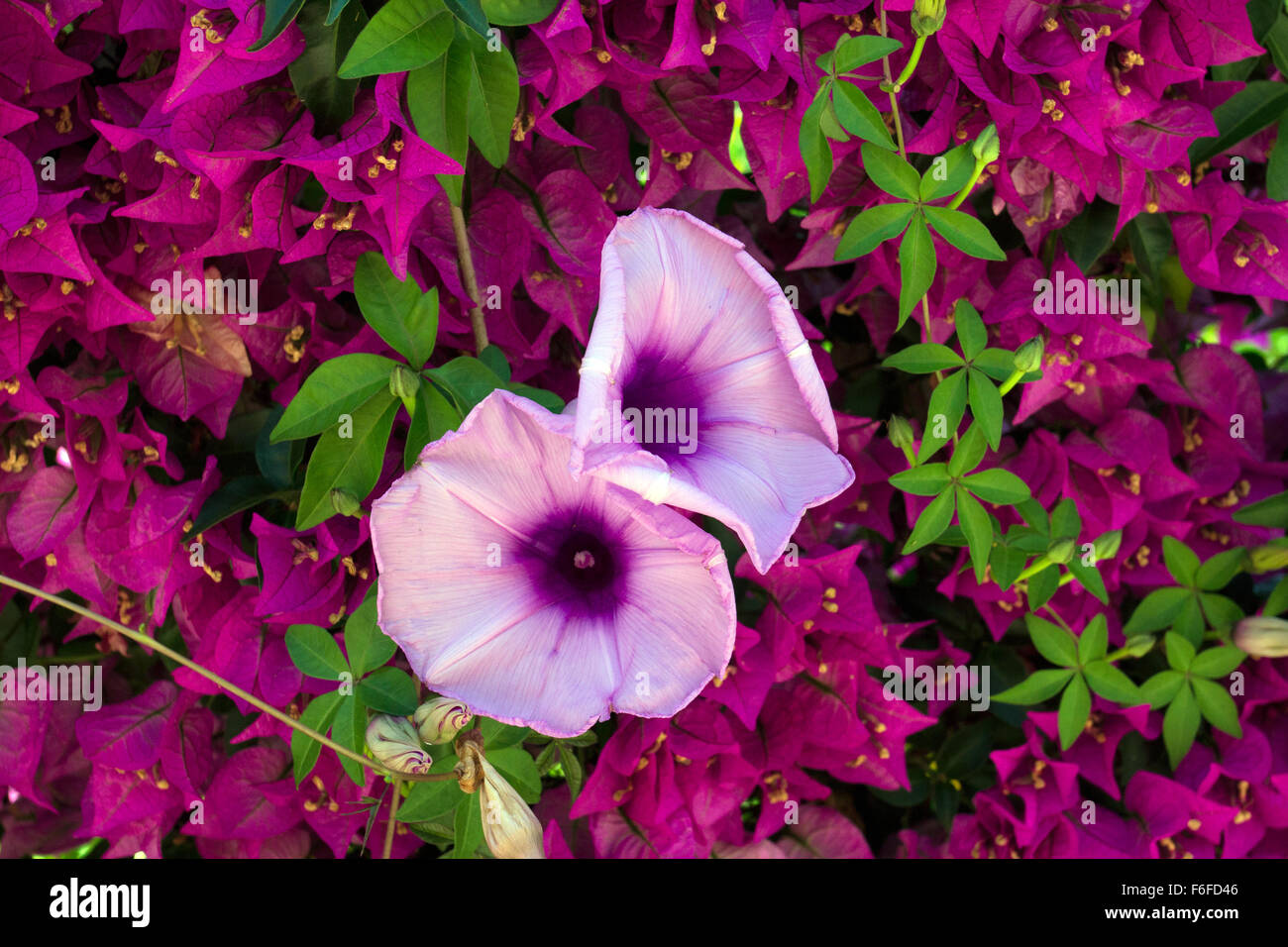 Brilliant pink flowers complementing each other. Stock Photo
