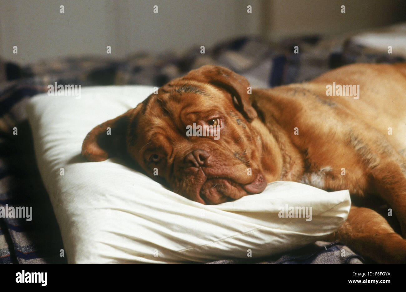 Jul 18, 1989; Los Angeles, CA, USA;Beasly the Dog in 'Turner and Hooch.' Stock Photo