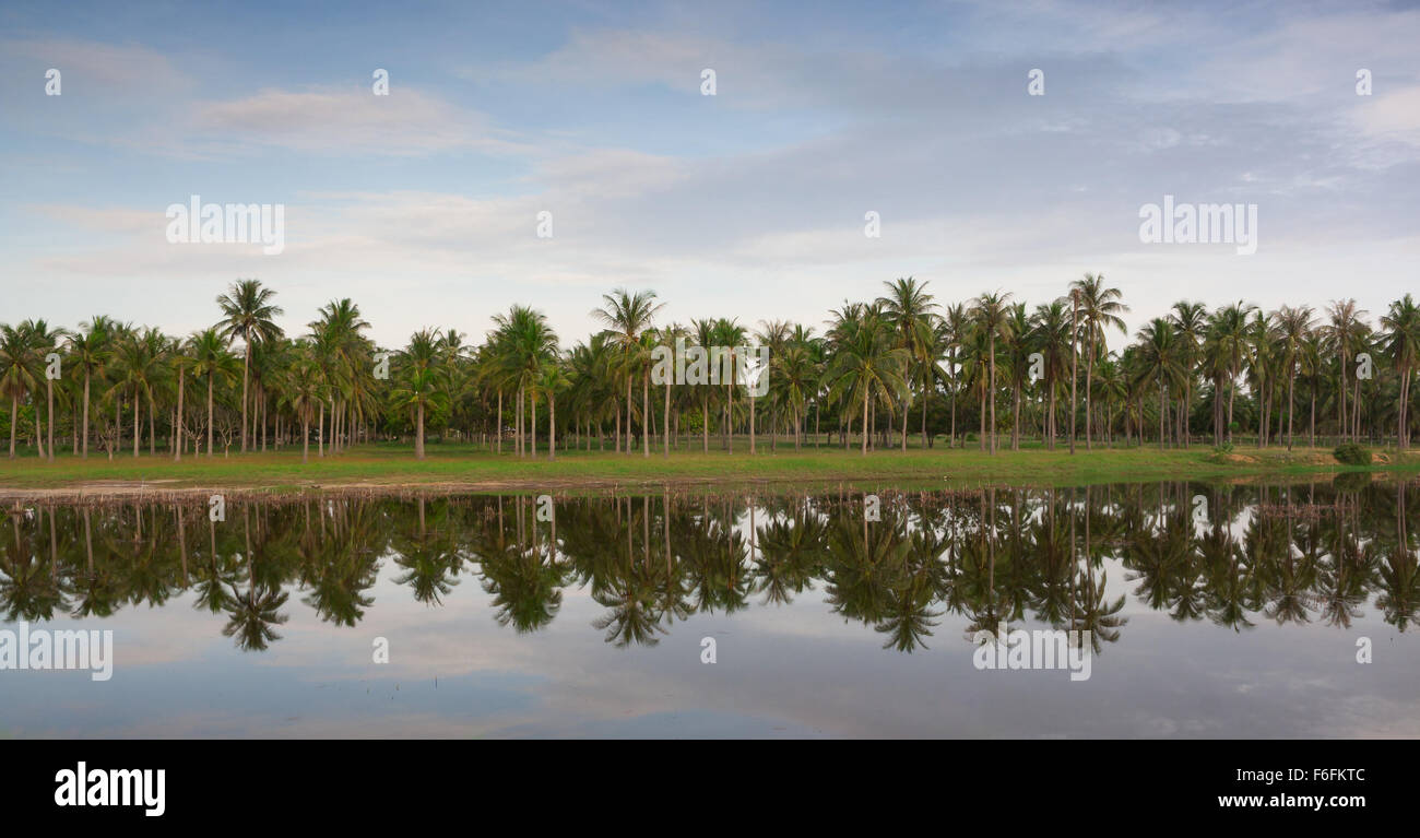 Palm trees reflected in pond hi-res stock photography and images - Alamy