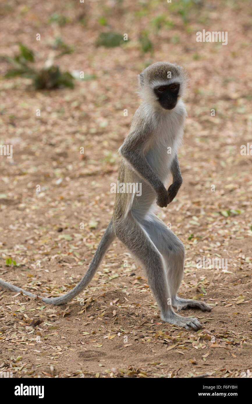 Black faced vervet monkey standing up  on back legs 