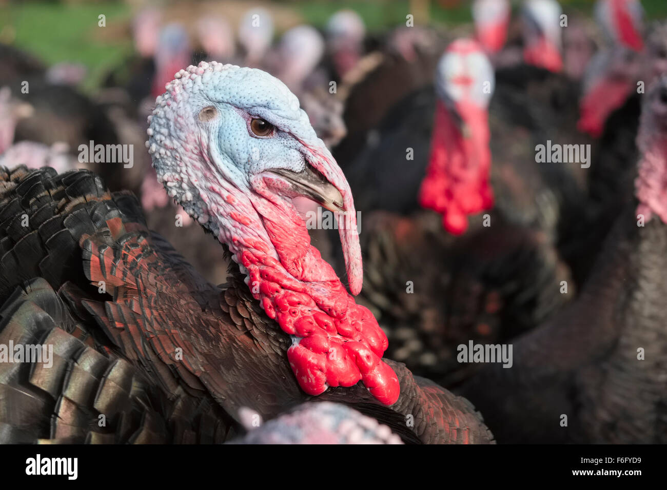 Bronze Free Range Turkeys on a Norfolk Farm Stock Photo Alamy