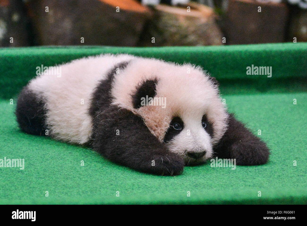 Kuala Lumpur Malaysia 17th Nov 2015 The Giant Panda Cub Is Seen At The National Zoo In Kuala Lumpur Malaysia On Nov 17 2015 A Giant Panda From China Liang Liang Gave