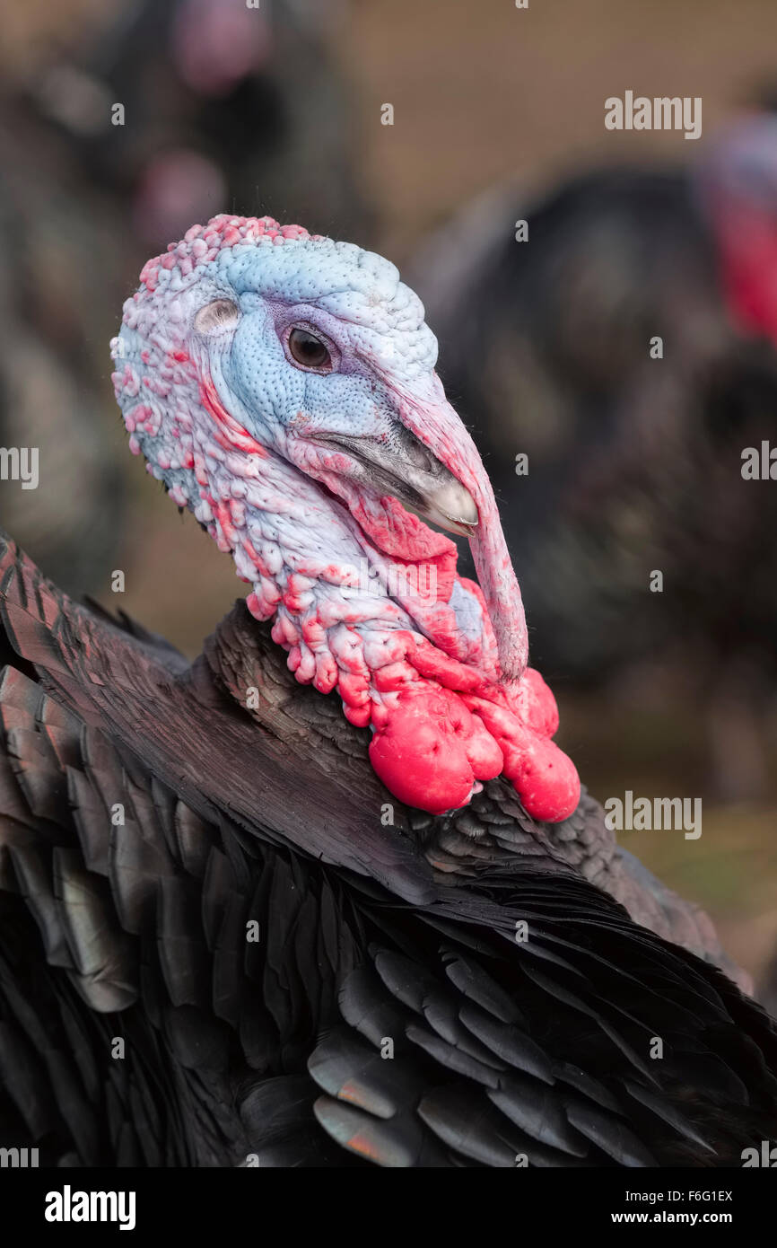 Bronze Free Range Turkeys on a Norfolk Farm Stock Photo Alamy