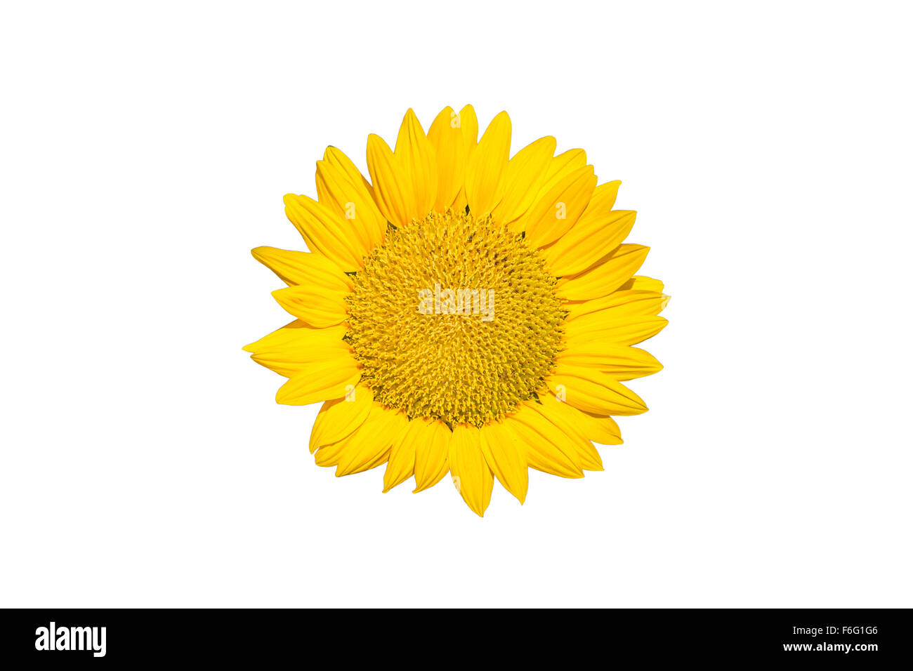 Sunflower isolated on white background Stock Photo - Alamy