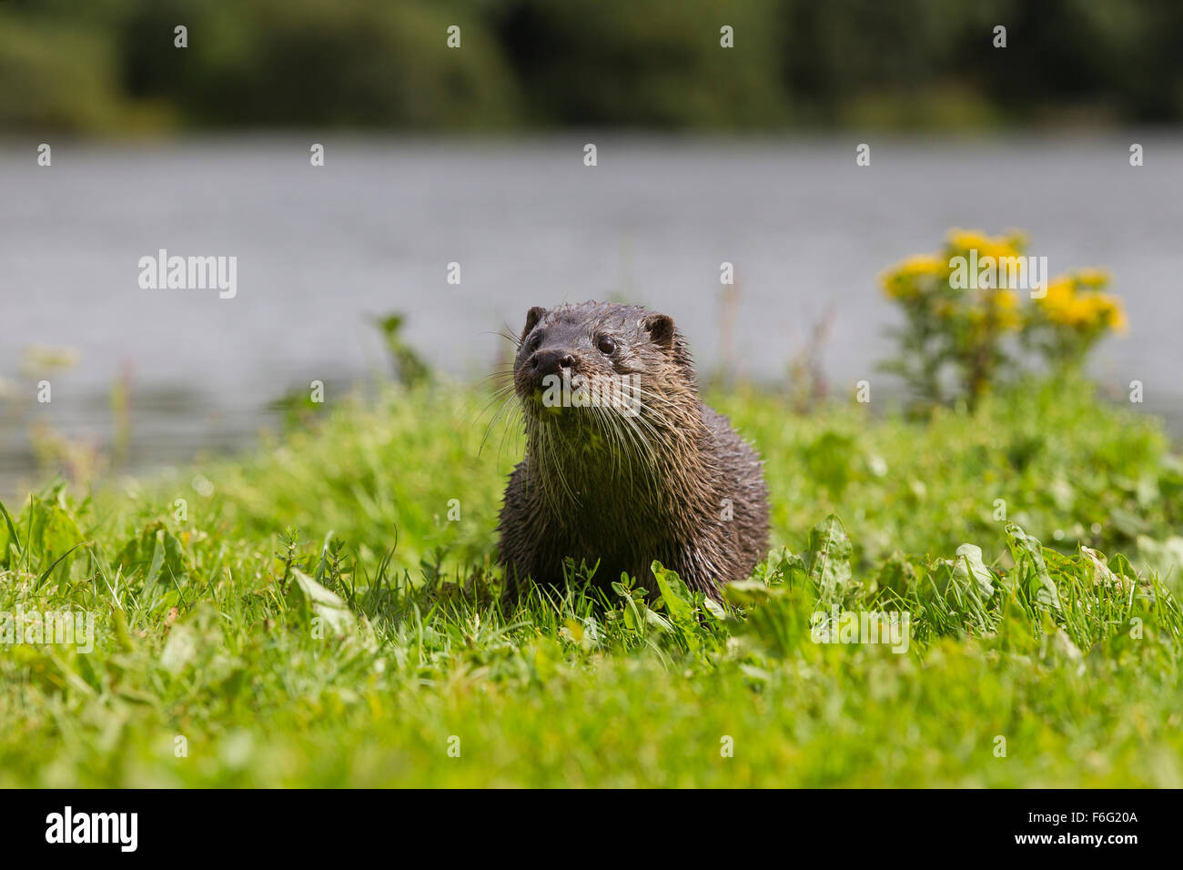 Wild female Otter on banking of Scottish loch (Lutra lutra) Stock Photo