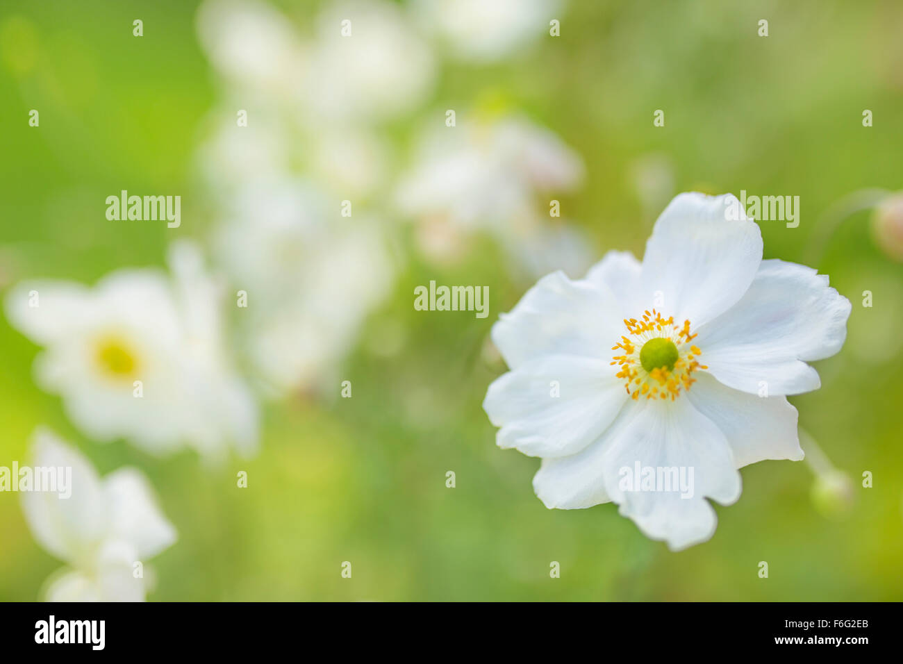 White Japanese anemone. Stock Photo