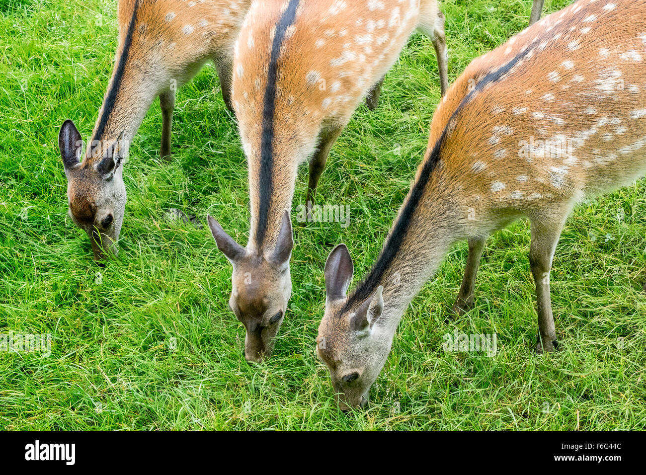 Sika Deer Hinds Close Together (Cervus nippon)  UK Stock Photo