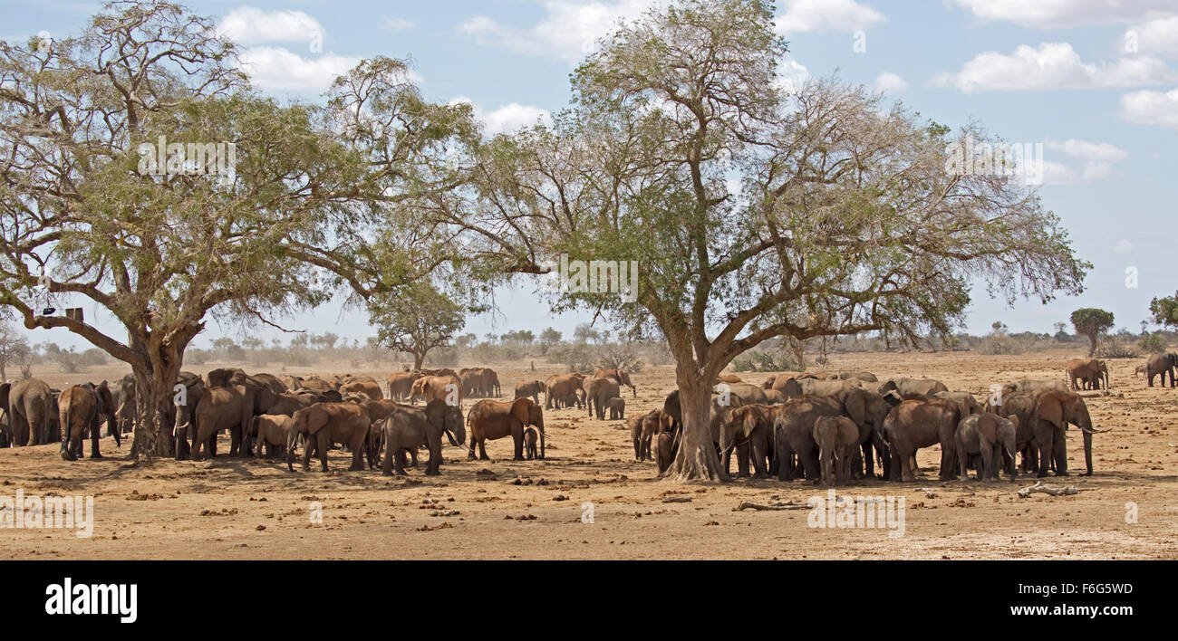 Large elephant herd at waterhole Loxodonta africana Tsavo East National Park Kenya Stock Photo