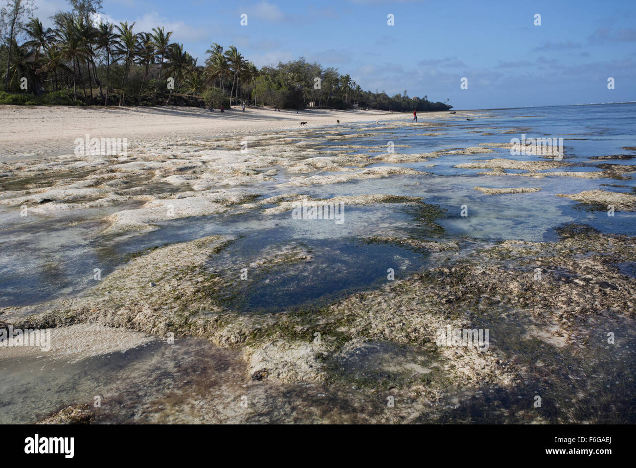 Reef with rock pools at low tide off Mombasa Kenya Stock Photo