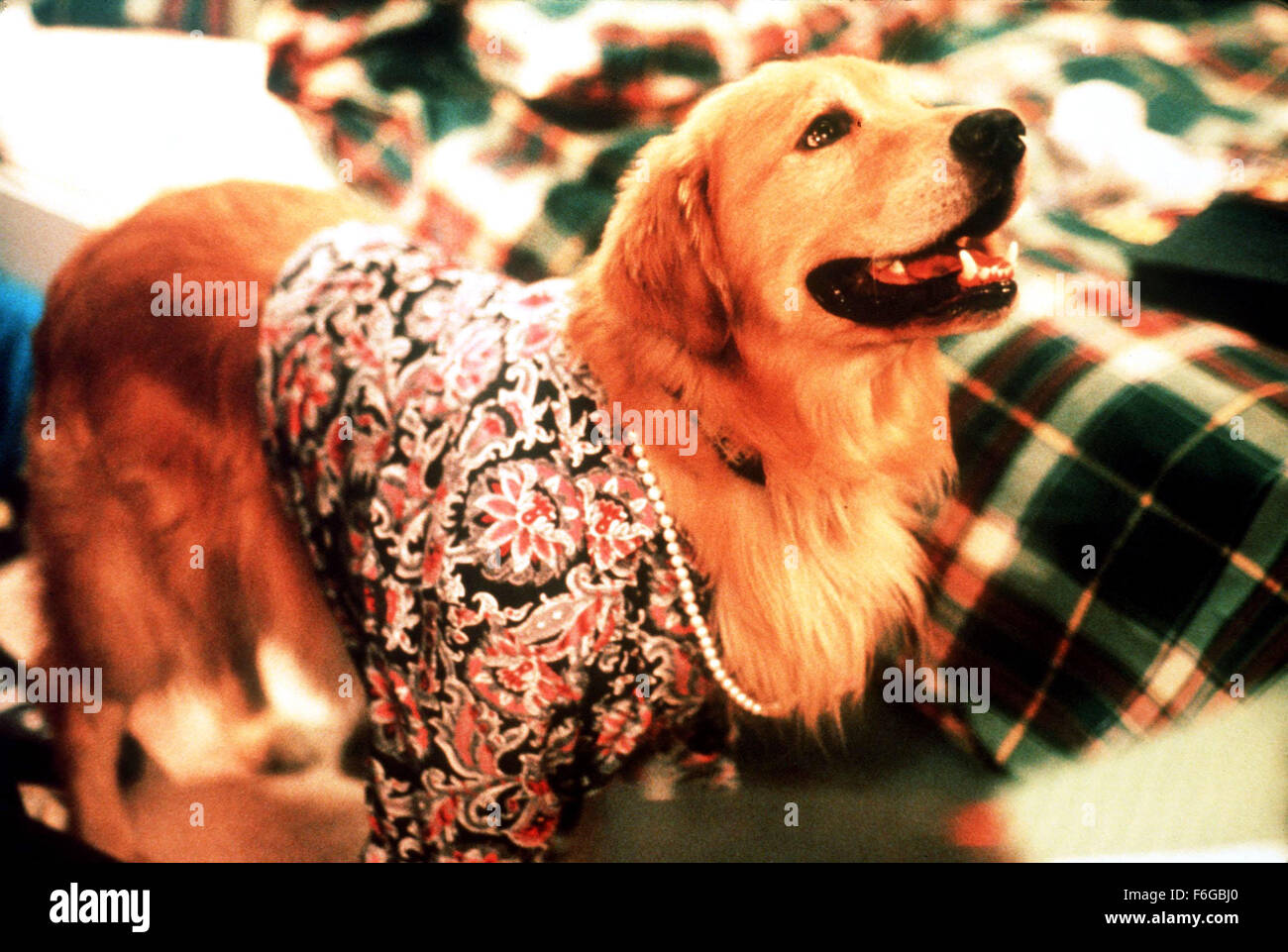 Jul 10, 1998; Hollywood, CA, USA; ''Buddy'' is the star of the family comedy 'Air Bud: Golden Receiver' directed by Richard Martin. (Credit Image: c KEYSTONE Pictures USA) Stock Photo