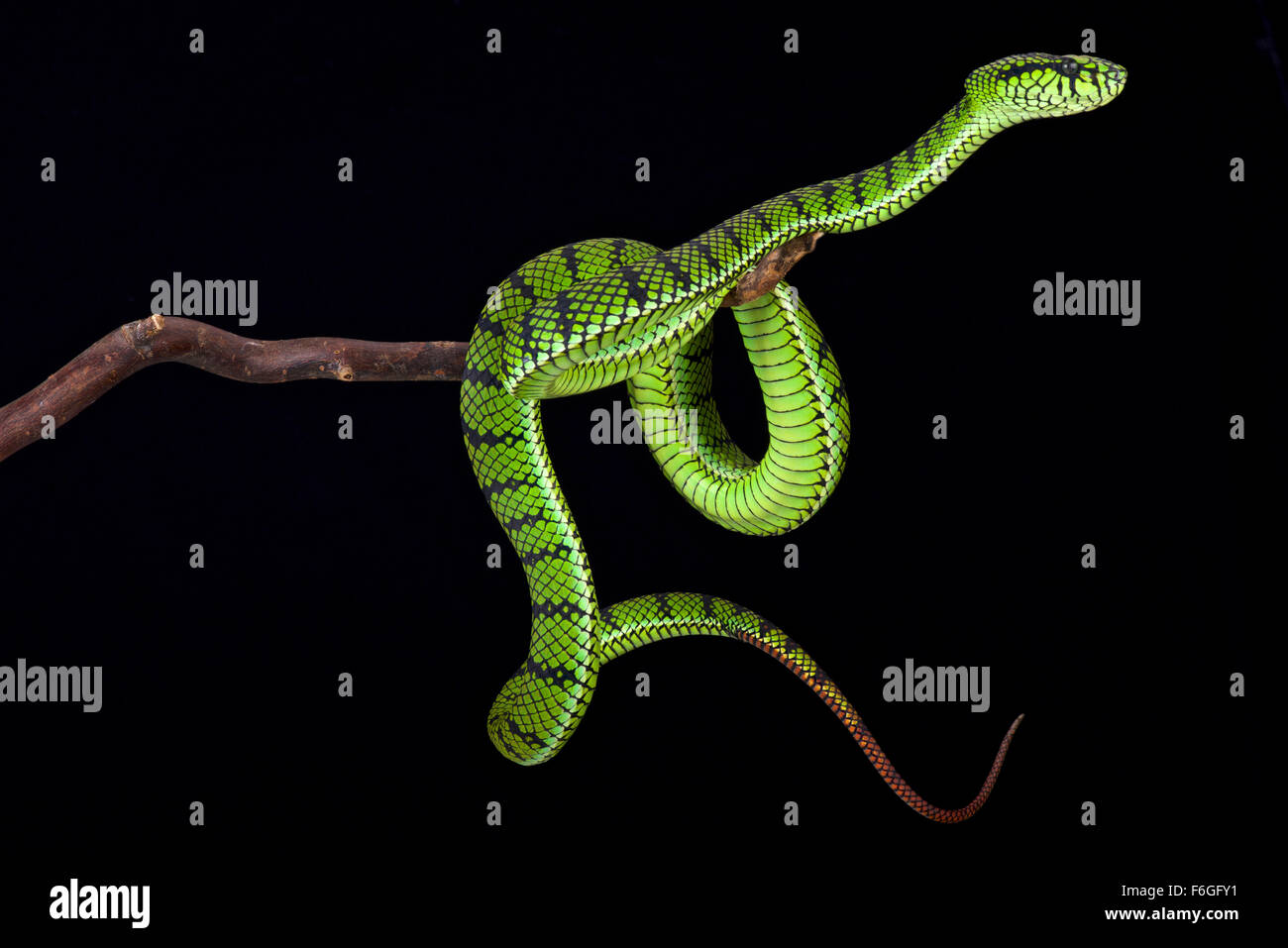 Sumatra pit viper (Parias sumatranus) Stock Photo