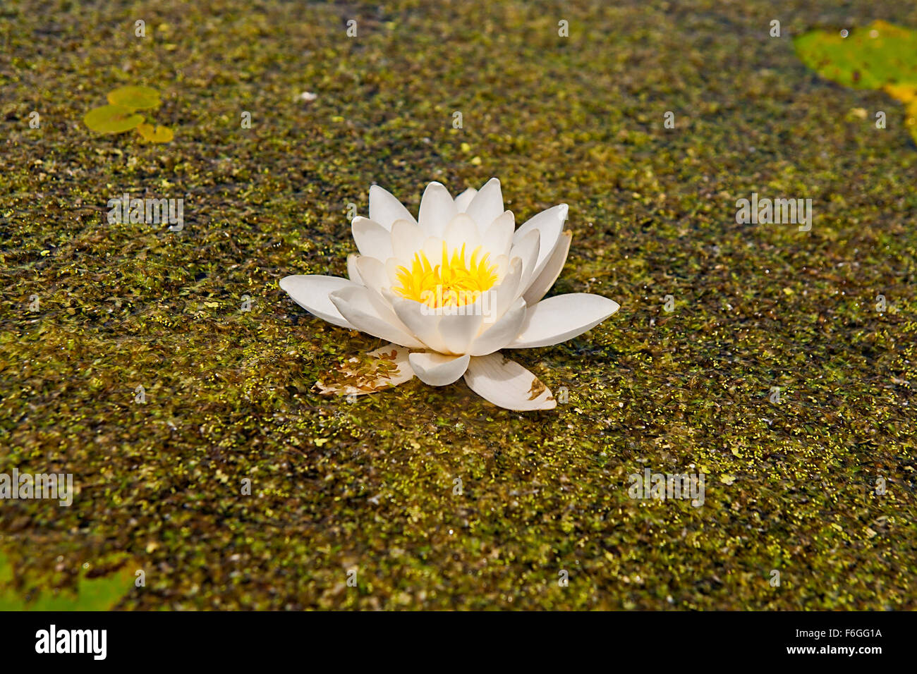 Beautiful blooming flower - white water lily on a pond. (Nymphaea alba). Water lily with green leaves on duckweed at the summer Stock Photo