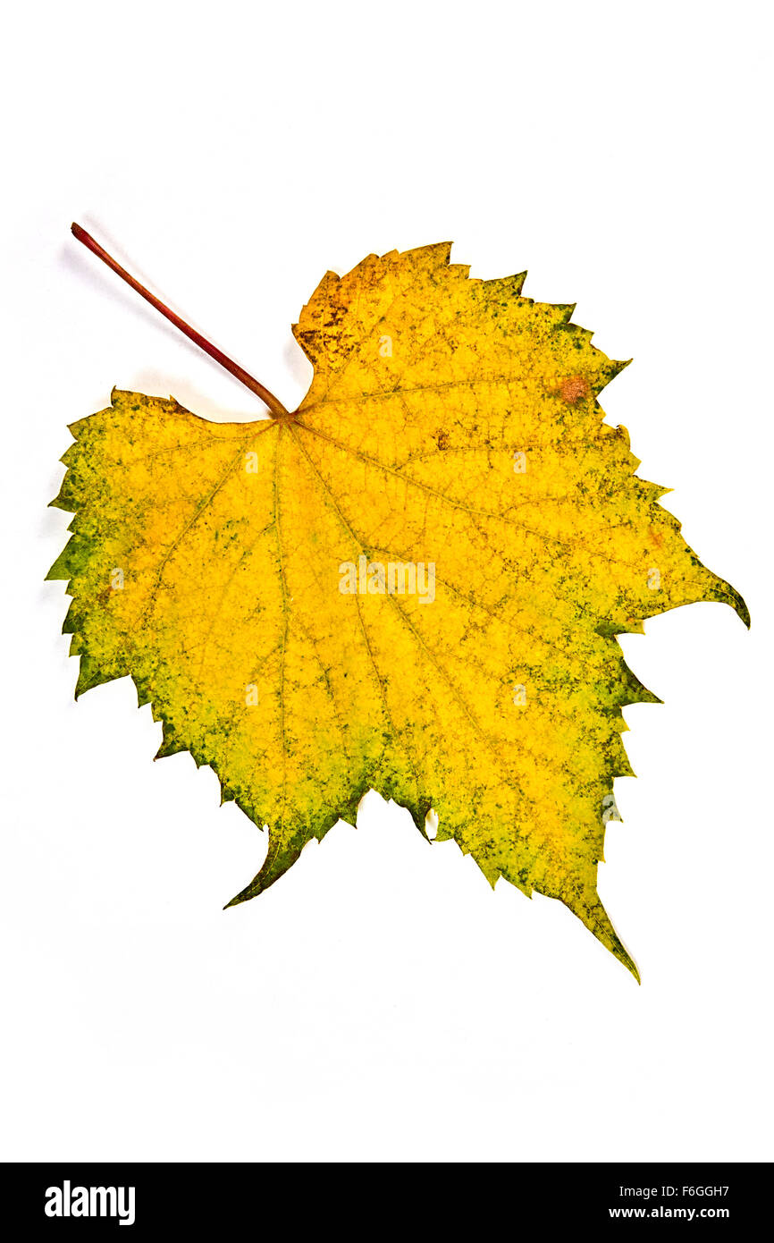 Close up view of autumn grapes leaf on white background. Autumn grapes leaf colored by yellow, red and green color. Detail textu Stock Photo