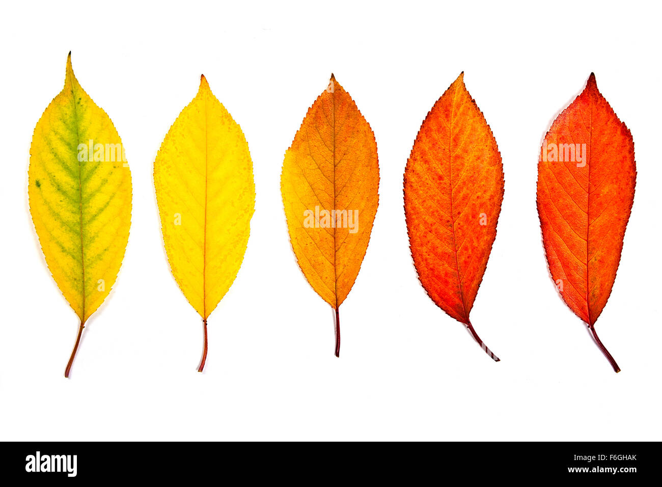 Autumn leaves of cherry tree isolated on white background. With clipping path. Stock Photo