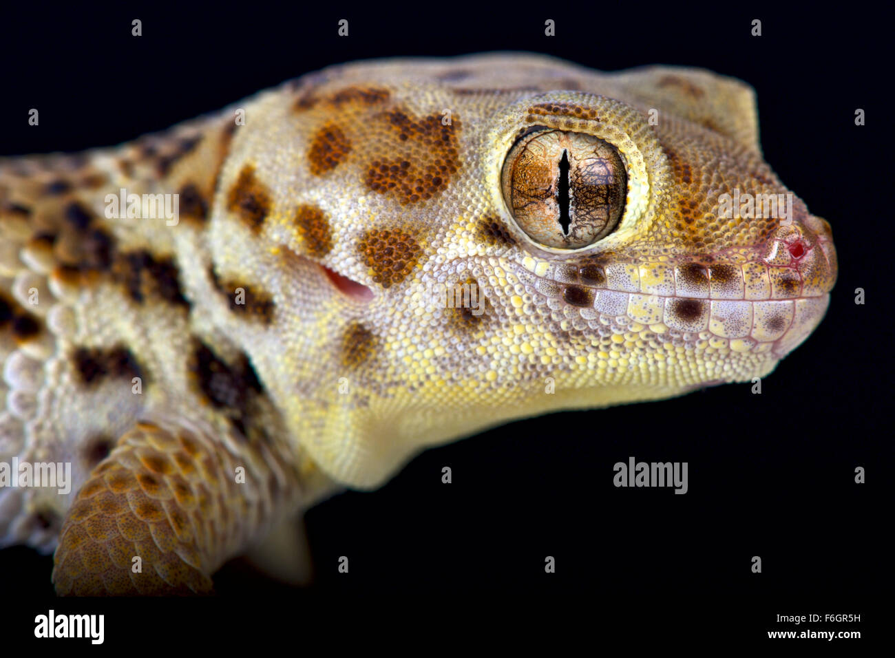 Wonder gecko  (Teratoscincus scincus) Stock Photo