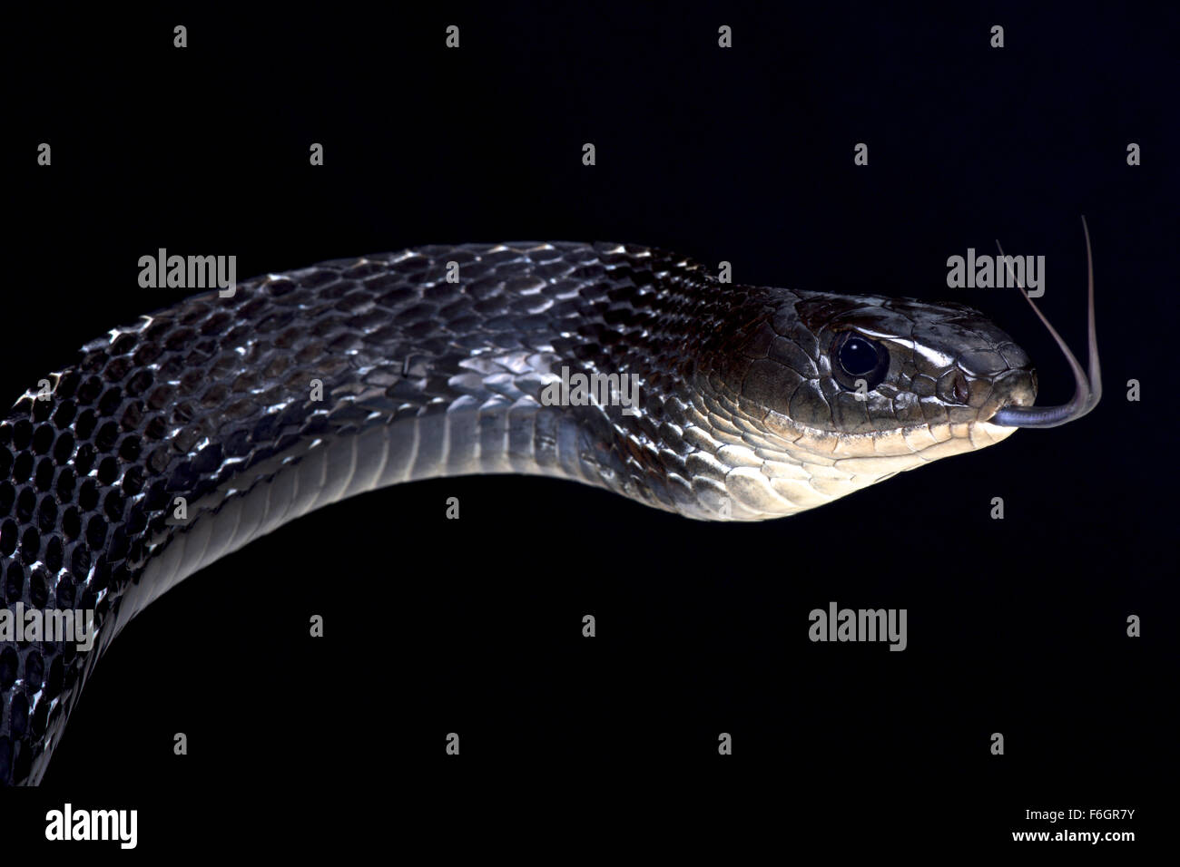 Keeled rat snake (Ptas carinatus) Stock Photo