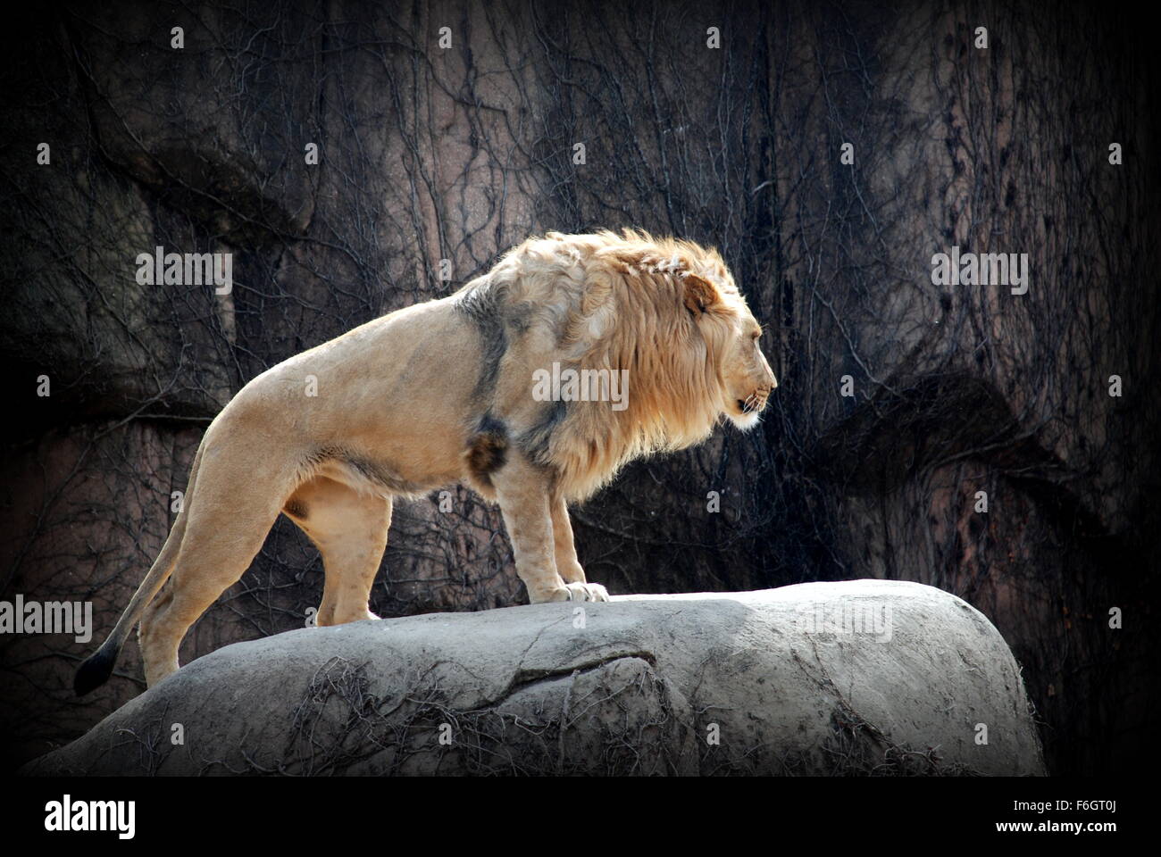 King Of The Jungle Stock Photo