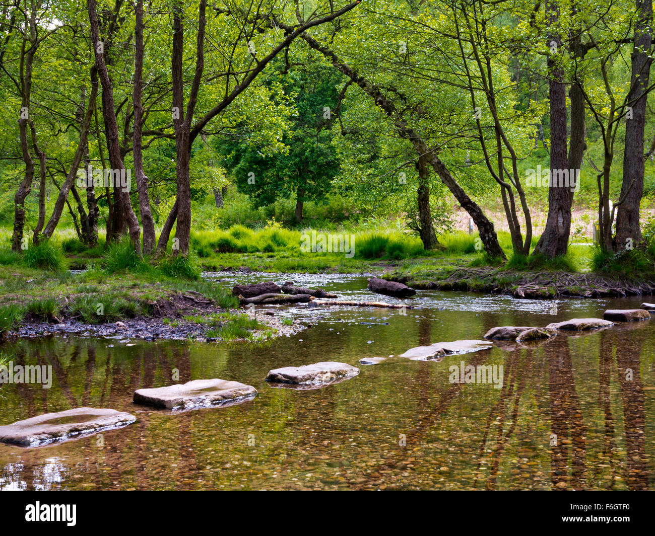 Stepping stones and stream in woodland at Cannock Chase an Area of Outstanding Natural Beauty in Staffordshire England UK Stock Photo