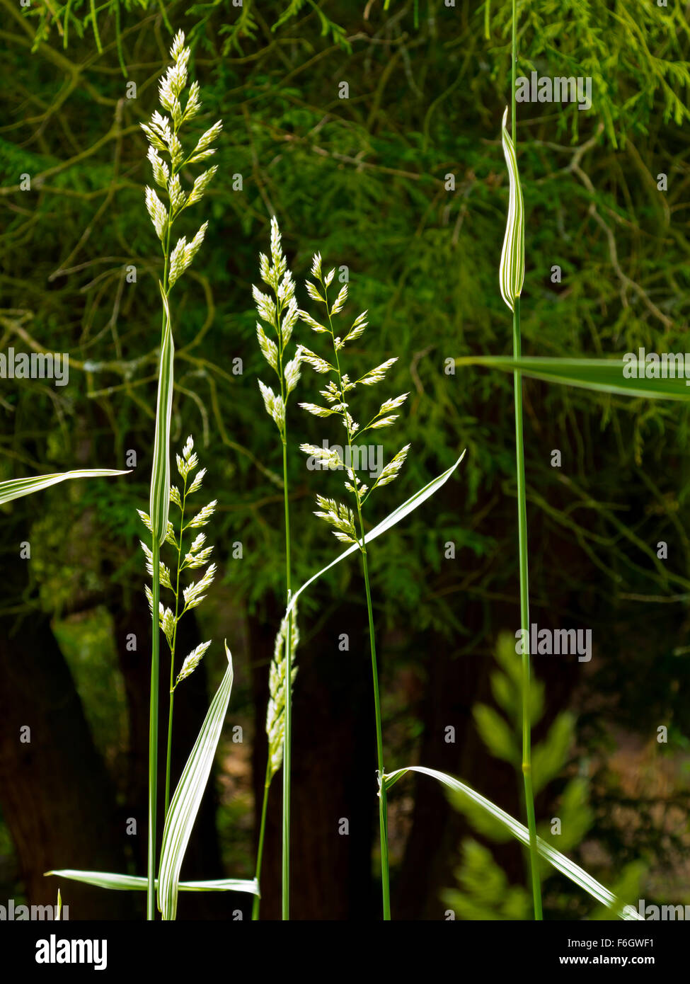 Backlit grass stems with trees in background and seeds visible in summer Stock Photo