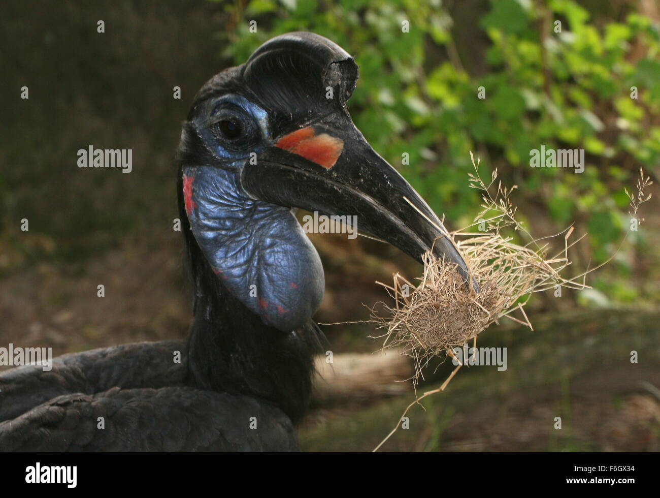 Female Abyssinian or Northern Ground hornbill (Bucorvus abyssinicus) with grass, used as nesting material Stock Photo