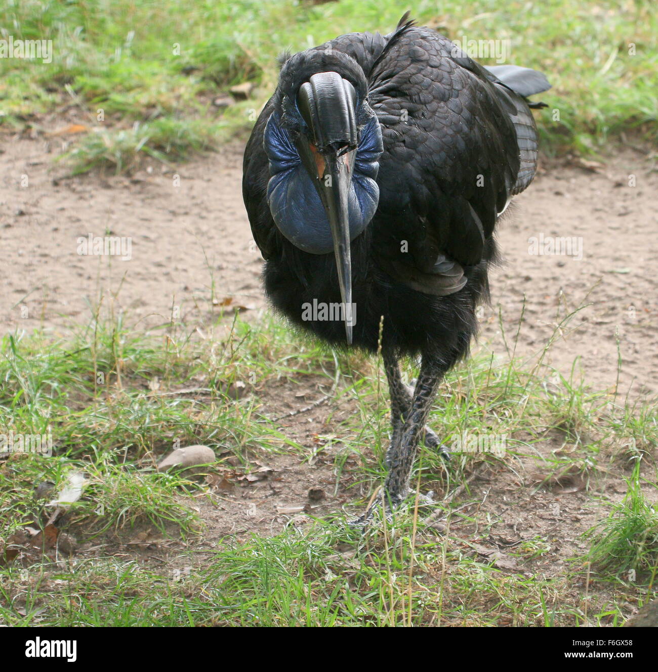 Female Abyssinian or Northern Ground hornbill (Bucorvus abyssinicus) walking toward the camera Stock Photo