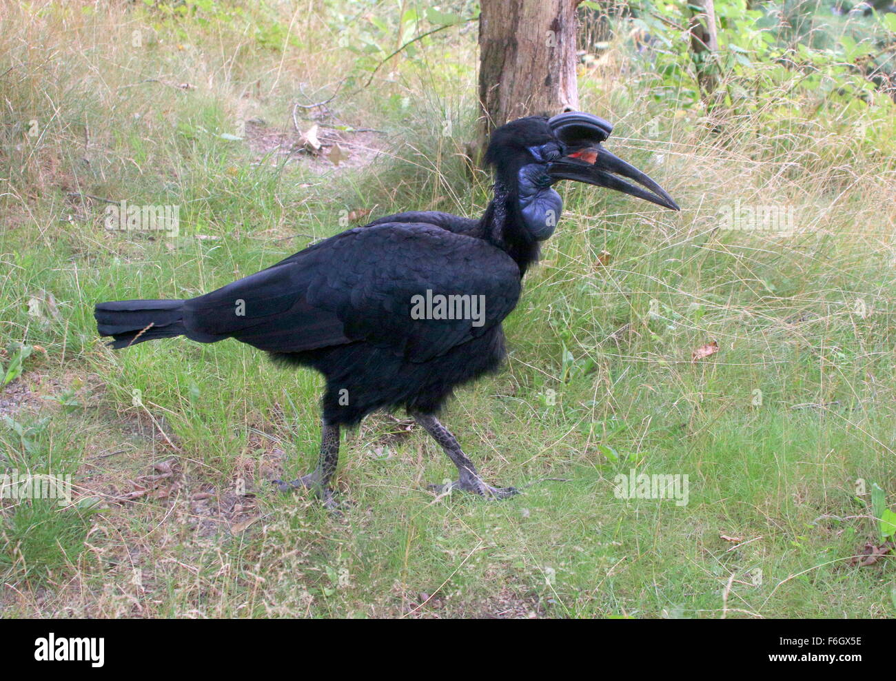 Female Abyssinian or Northern Ground hornbill (Bucorvus abyssinicus) walking in the grass Stock Photo