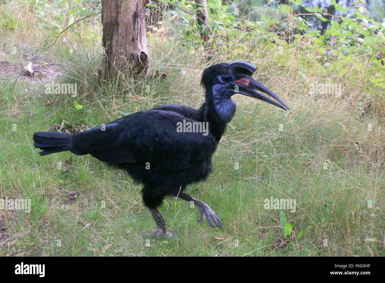 Female Abyssinian or Northern Ground hornbill (Bucorvus abyssinicus) walking in the grass Stock Photo