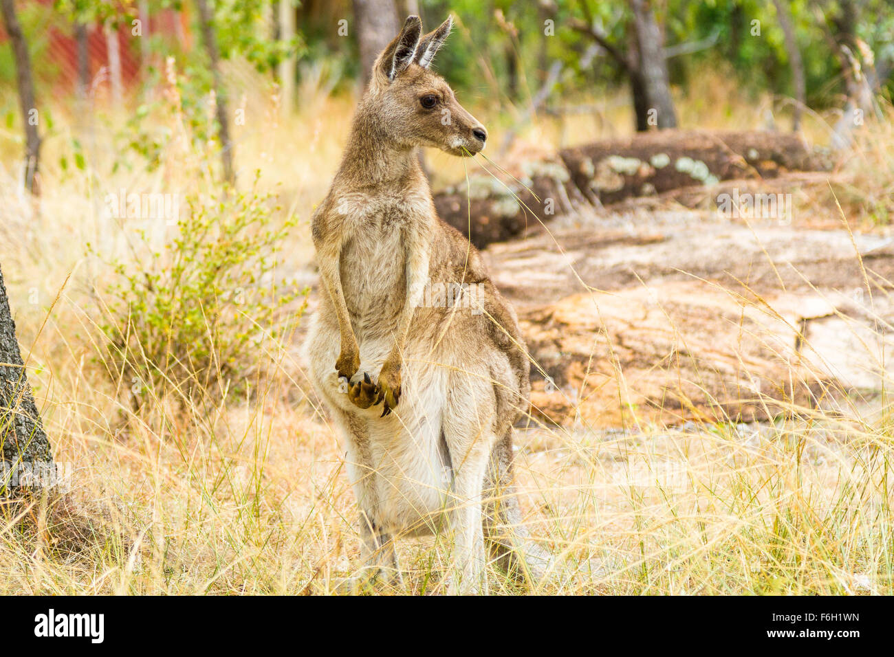 The Eastern Grey Kangaroo is roaming freely in Undara Volcanic National Park, a stunning natural wonder to visit - Stock Image
