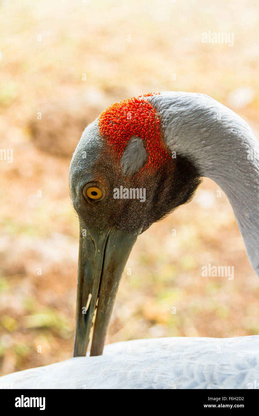 This portrait of a Brolga was taken in Northern Queensland. The beautiful orange hair at the back of his head really stands out. Stock Photo