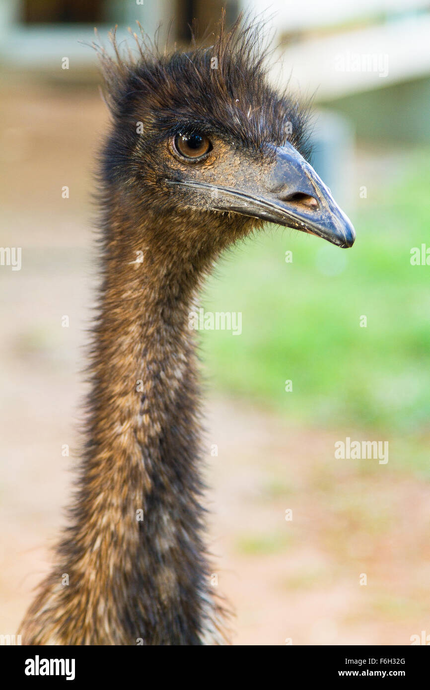 Emus are regularly spotted in the Australian wild. This one was walking around on a farm, posing for me! - Stock Image