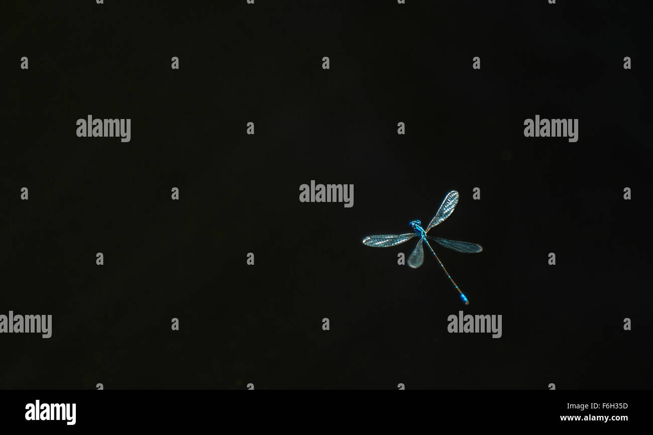 Common Bluetail dragon fly flying over the water - Stock Image