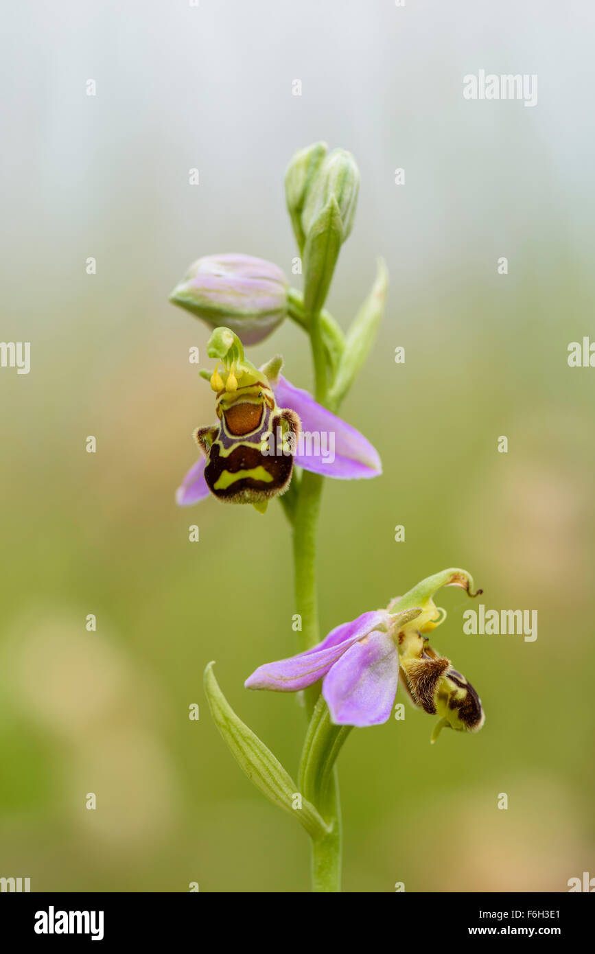Bienen Ragwurz, Ophrys apifera, Bee Orchid Stock Photo