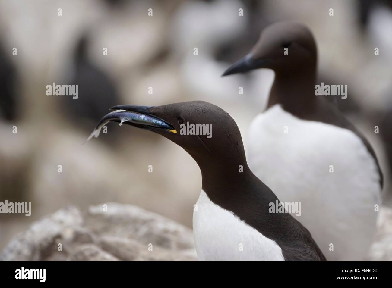 a guillemot has just caught a fish and returns to the breeding colony Stock Photo