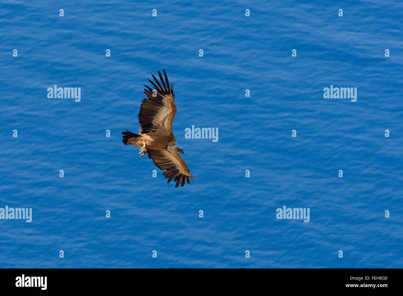 Gaensegeier, Gyps fulvus, Griffon Vulture Stock Photo