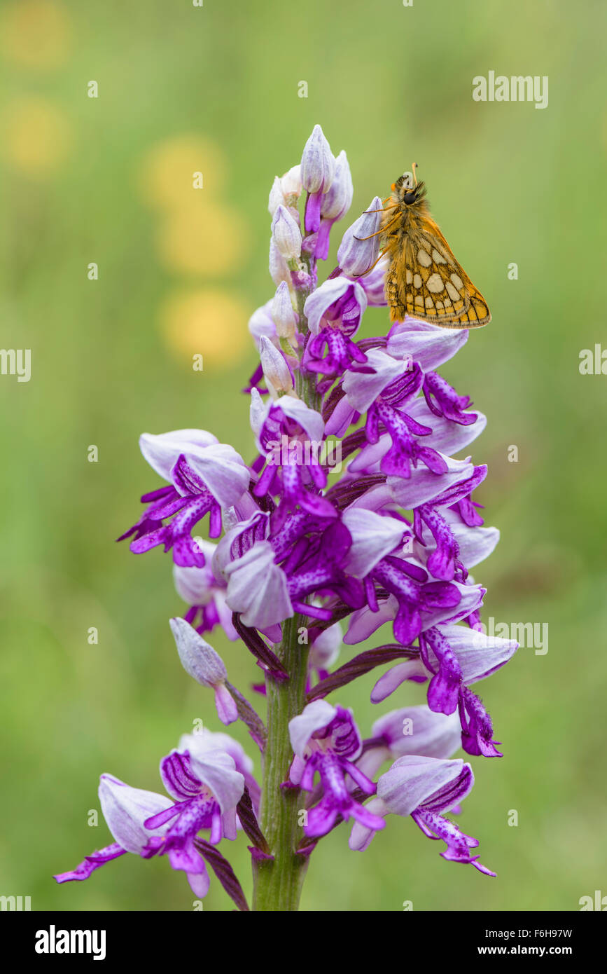 Gelbwuerfeliger Dickkopffalter, Carterocephalus palaemon,  Male Chequered Skipper on orchid military Stock Photo
