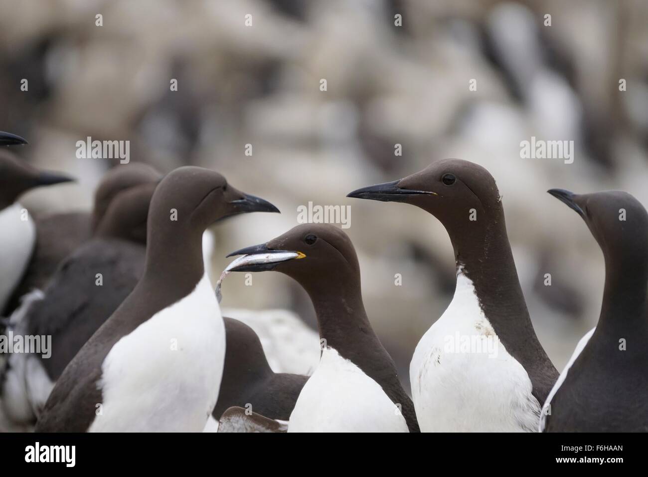 a guillemot has just caught a fish and returns to it's colony Stock Photo