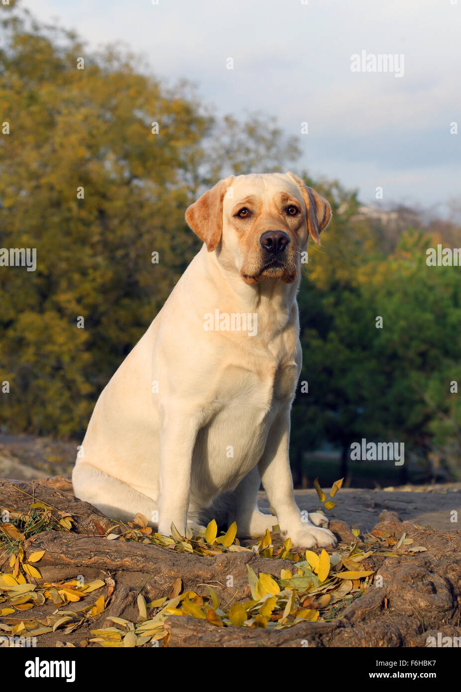 Yellow Lab Fall a cute nice yellow labrador in the park in autumn Stock Photo - Alamy