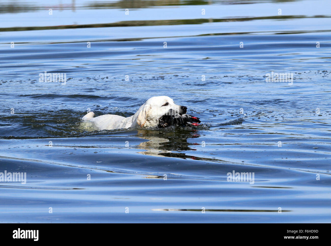 a nice hunting yellow Labrador retriever dashes back to the hunter after retrieving a duck Stock Photo