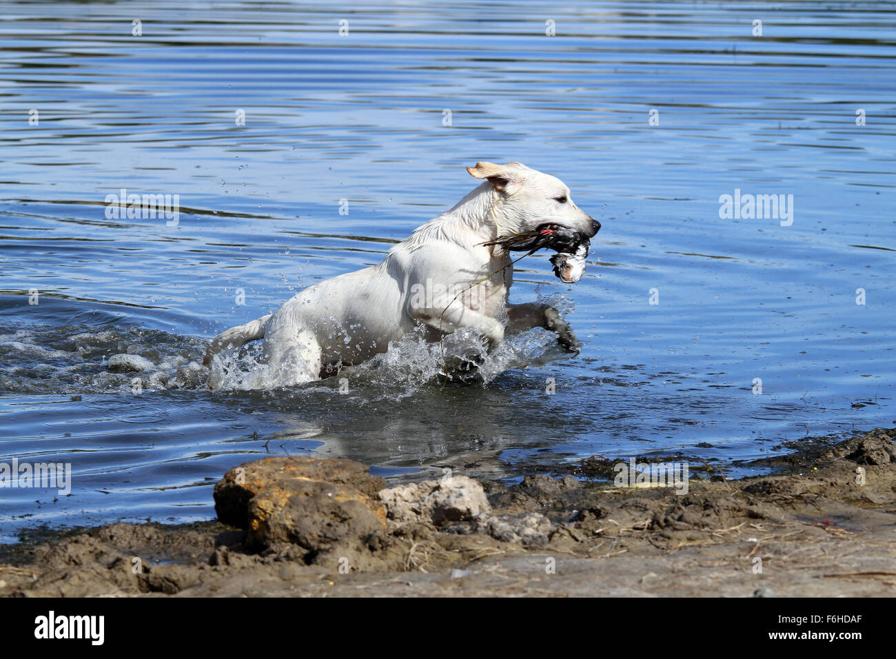 nice hunting yellow Labrador retriever dashes back to the hunter after retrieving a duck Stock Photo
