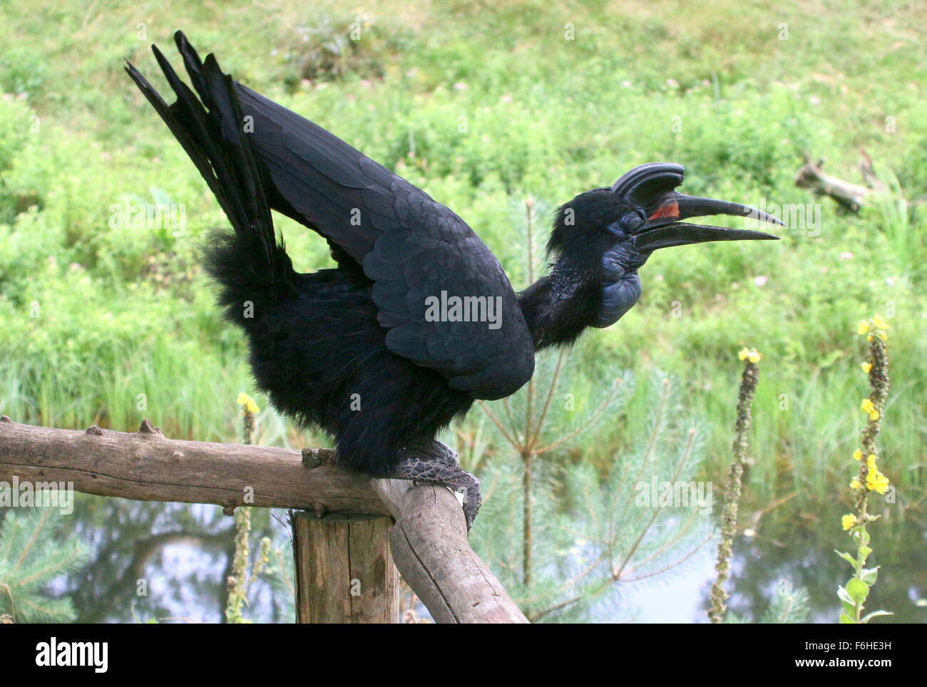 Female Abyssinian or Northern Ground hornbill (Bucorvus abyssinicus), ready for take-off Stock Photo