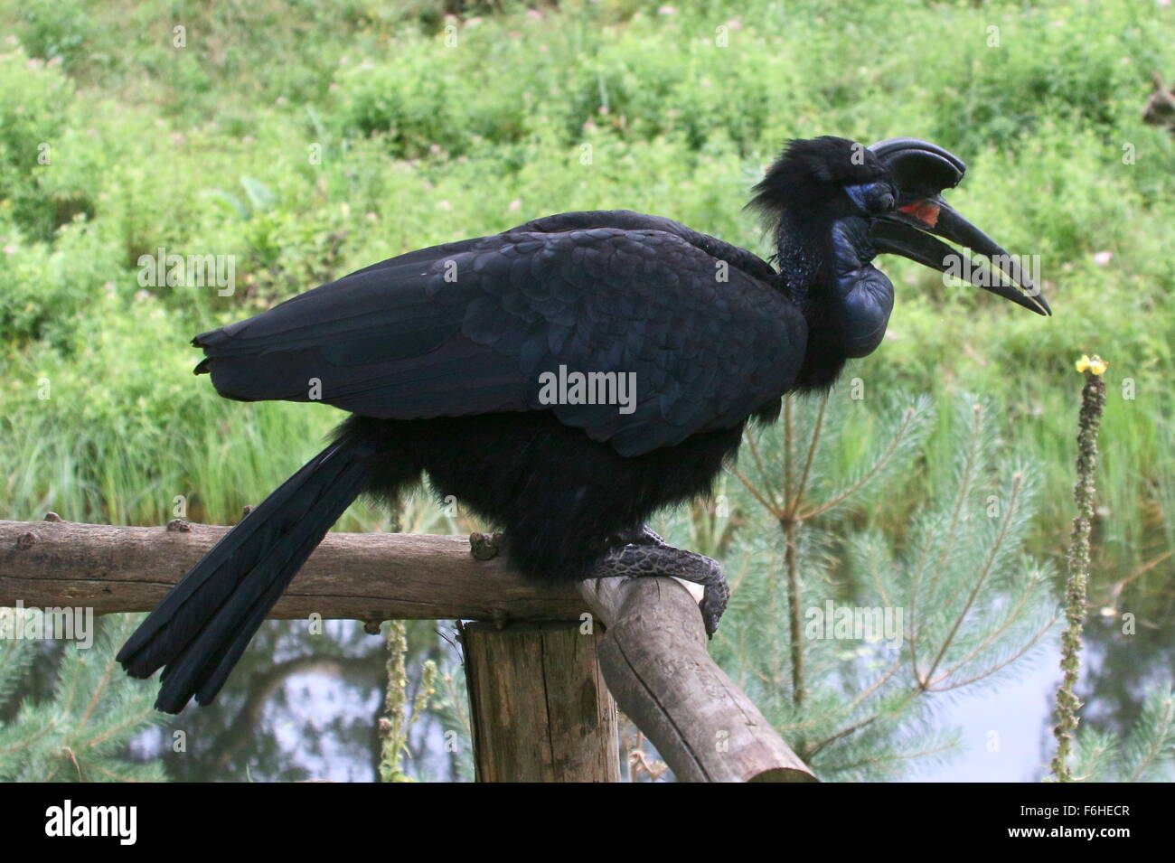 Perching female Abyssinian or Northern Ground hornbill (Bucorvus abyssinicus) Stock Photo