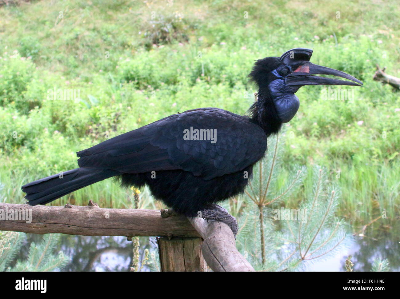 Female Abyssinian or Northern Ground hornbill (Bucorvus abyssinicus) Stock Photo