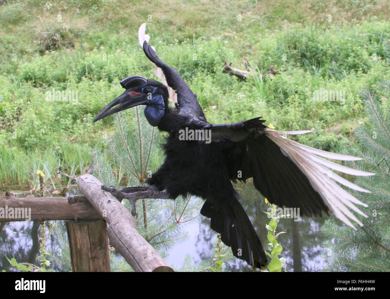 Female Abyssinian or Northern Ground hornbill (Bucorvus abyssinicus) coming in for landing Stock Photo